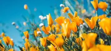 Image related to Image related to Djupadalen