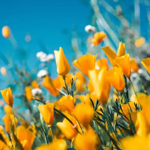 Image related to Image related to Djupadalen