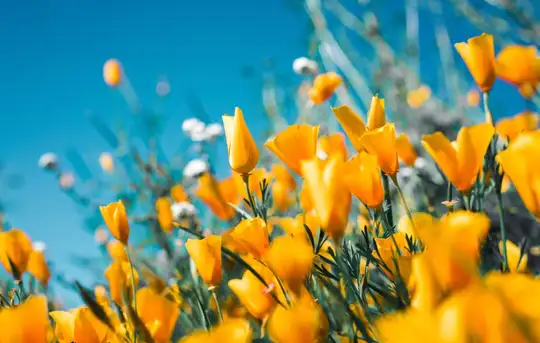 Image related to Djupadalen