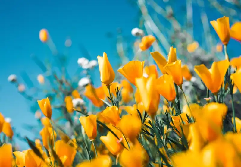 Image related to Djupadalen