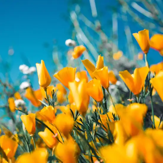 Image related to Djupadalen