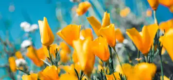 Image related to Djupadalen