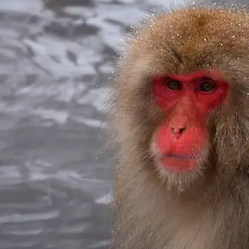 Image related to Japanese Macaques