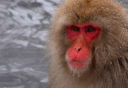 IgluCruise.Application.ViewModels.Shared.WebImageViewModel?.Description