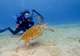 Scuba Diving