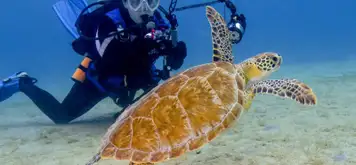 Image related to Scuba Diving