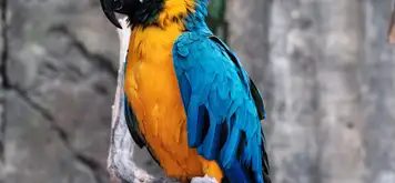 Image related to NATUWA Wildlife Sanctuary