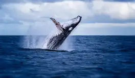 Image related to Humpback Whales