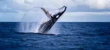 Image related to Humpback Whales