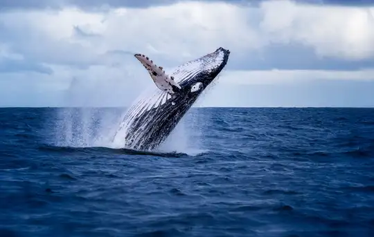 Image related to Humpback Whales