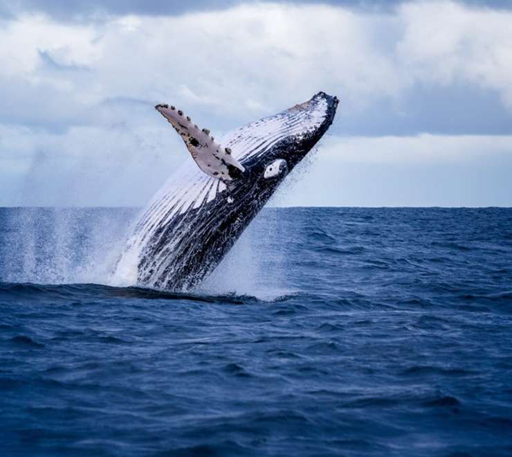 Humpback Whales