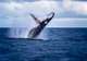 Humpback Whales