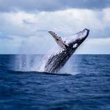 Image related to Humpback Whales