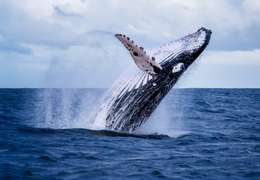 IgluCruise.Application.ViewModels.Shared.WebImageViewModel?.Description