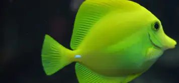 Image related to Biarritz Aquarium