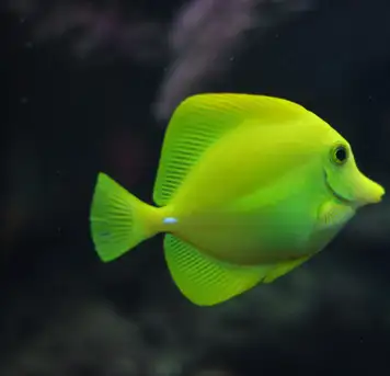 Image related to Biarritz Aquarium