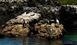 Image related to Snorkel with Marine Life