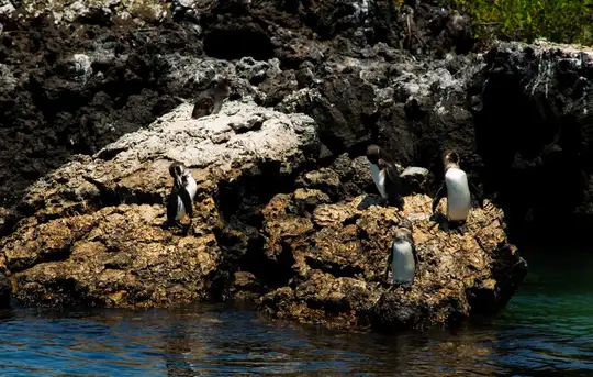 Image related to Snorkel with Marine Life