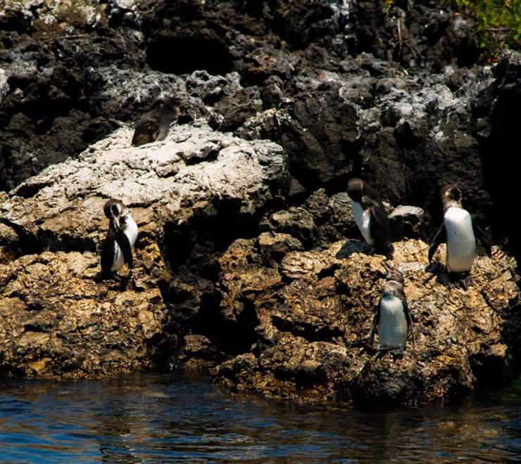 Snorkel with Marine Life
