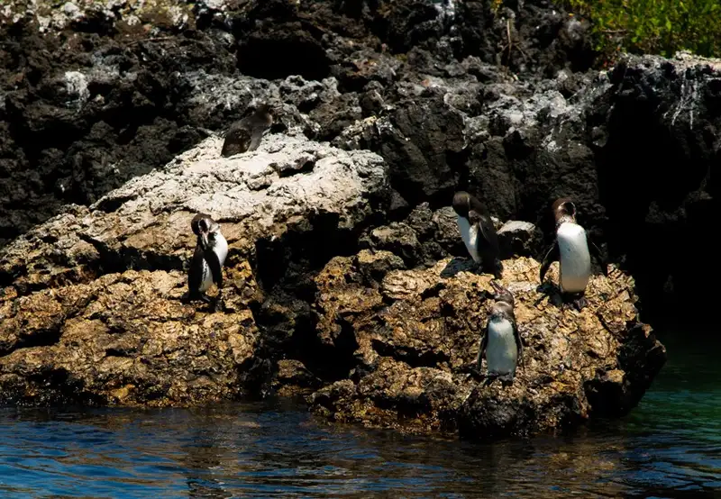 Snorkel with Marine Life