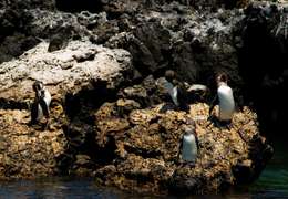 IgluCruise.Application.ViewModels.Shared.WebImageViewModel?.Description