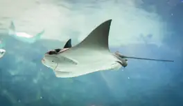 Image related to Stingray Adventure