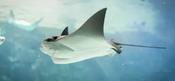 Image related to Stingray Adventure