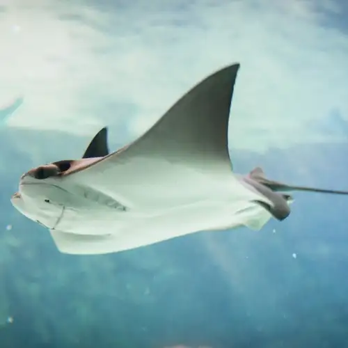 Image related to Stingray Adventure