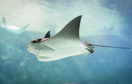 Image related to Image related to Stingray Adventure