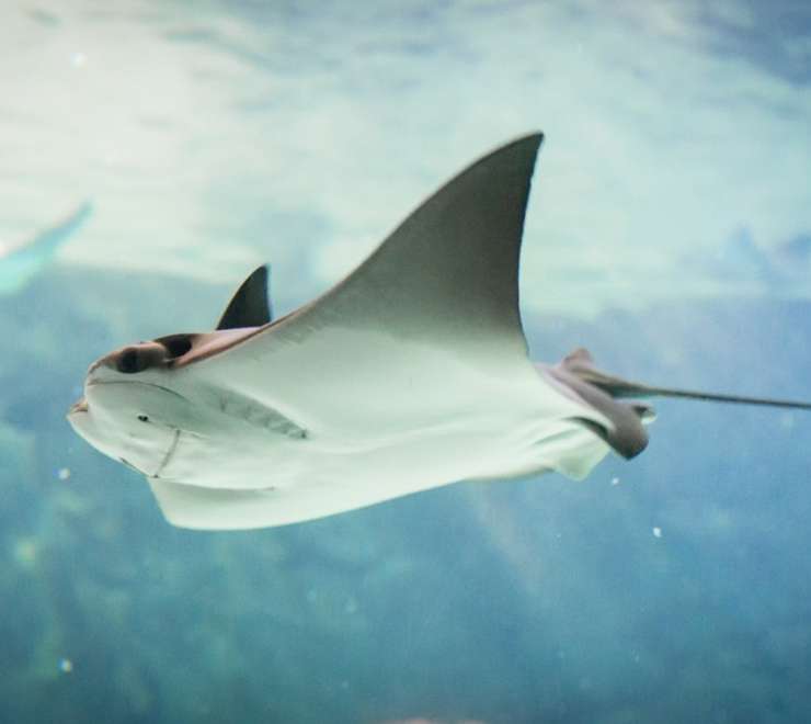 Stingray Adventure