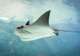 Stingray Adventure