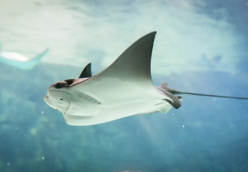 Image related to Stingray Adventure