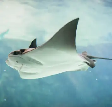 Stingray Adventure