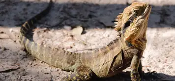 Image related to Image related to Gumbalimba Park