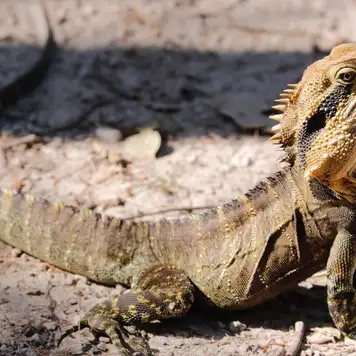 Image related to Image related to Gumbalimba Park