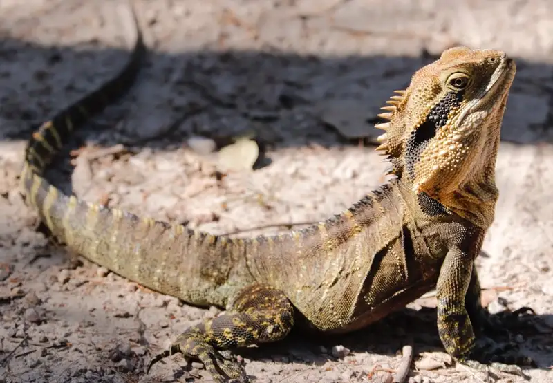 Image related to Gumbalimba Park