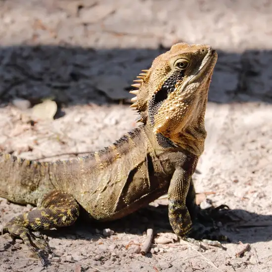 Image related to Image related to Gumbalimba Park