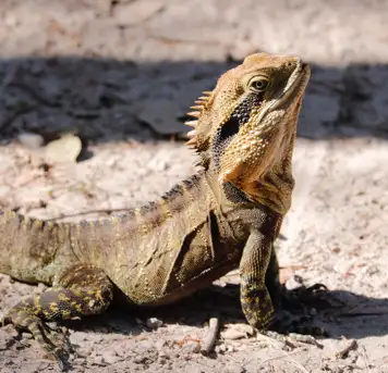 Image related to Gumbalimba Park