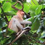 Image related to Mangrove Boat Trips