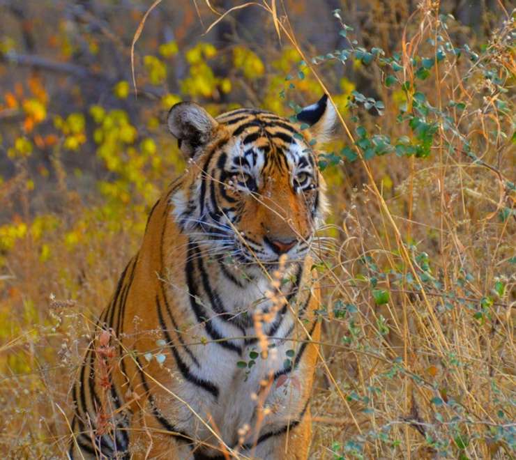 Ranthambore National Park