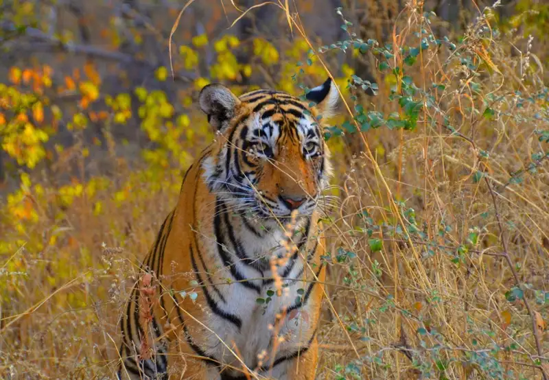Ranthambore National Park