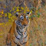 Image related to Ranthambore National Park