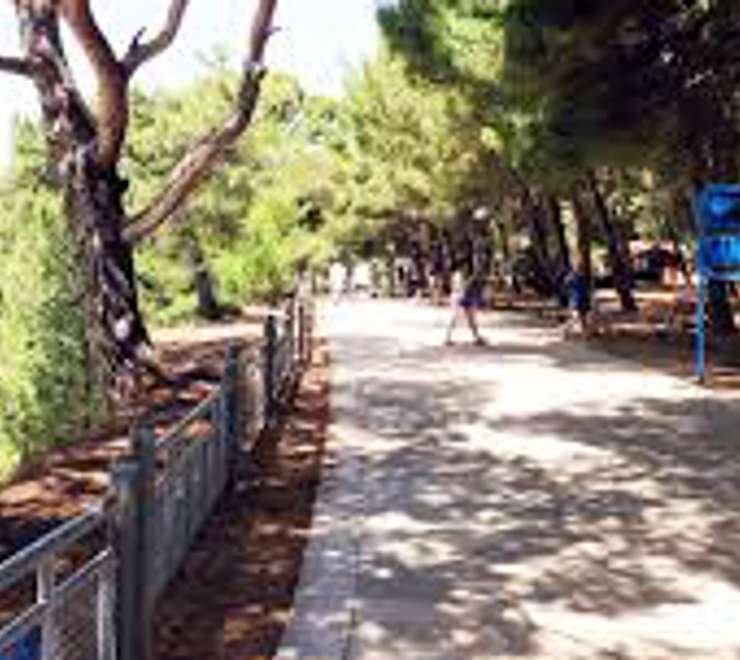 Stroll the Pine-Scented Promenade