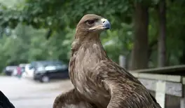 Image related to Bubali Bird Sanctuary