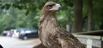 Image related to Bubali Bird Sanctuary