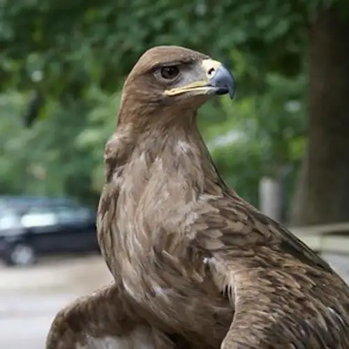 Image related to Bubali Bird Sanctuary