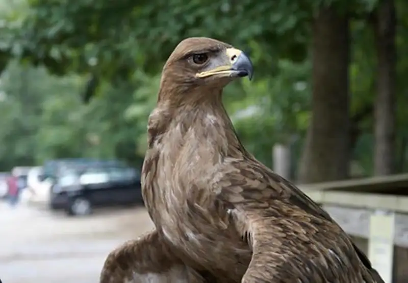 Bubali Bird Sanctuary