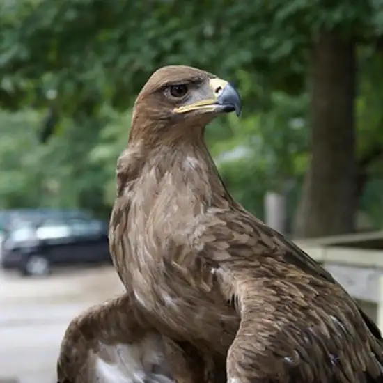 Image related to Bubali Bird Sanctuary