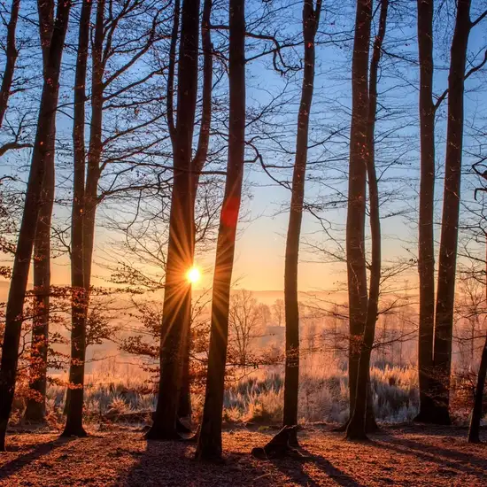 Image related to Invergordon Castle Grounds