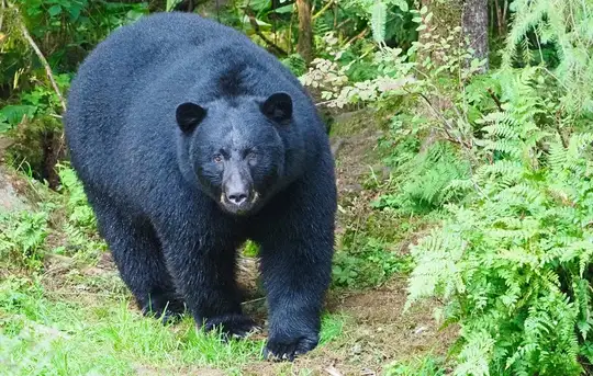 Image related to Alaska Rainforest Sanctuary